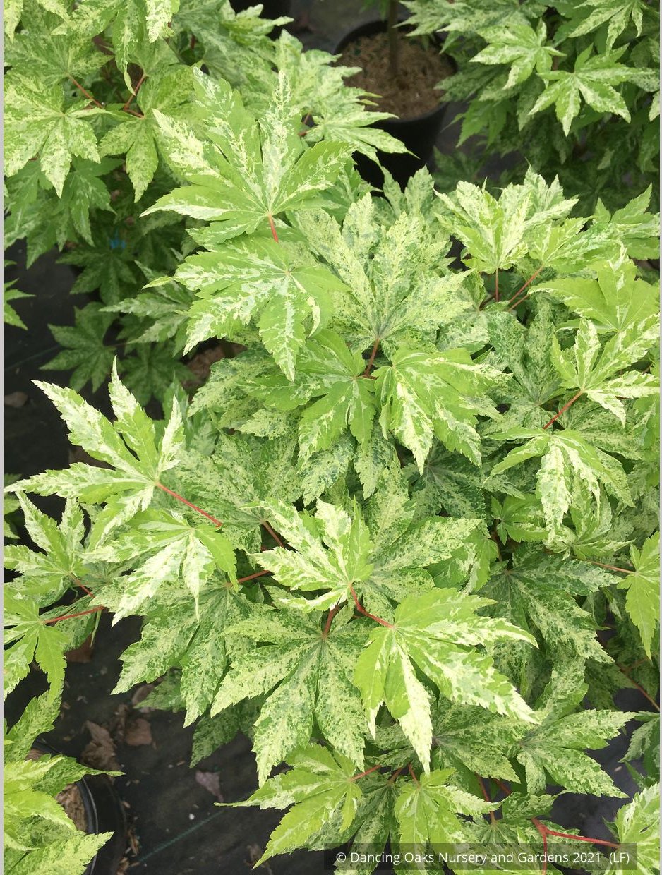 Trees ~ Acer sieboldianum 'Kumoi nishiki', Siebold Maple ~ Dancing Oaks Nursery and Gardens ~ Retail Nursery ~ Mail Order Nursery
