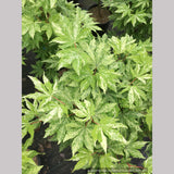 Trees ~ Acer sieboldianum 'Kumoi nishiki', Siebold Maple ~ Dancing Oaks Nursery and Gardens ~ Retail Nursery ~ Mail Order Nursery