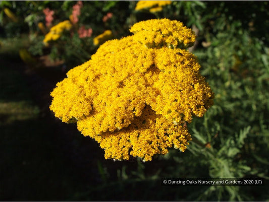 Perennials ~ Achillea filipendulina 'Gold Plate', Gold Plate Yarrow ~ Dancing Oaks Nursery and Gardens ~ Retail Nursery ~ Mail Order Nursery