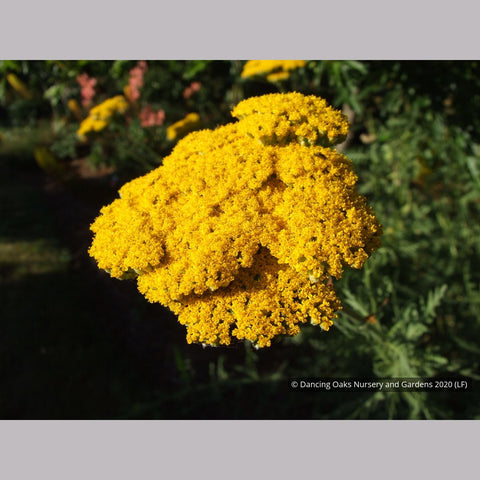 Perennials ~ Achillea filipendulina 'Gold Plate', Gold Plate Yarrow ~ Dancing Oaks Nursery and Gardens ~ Retail Nursery ~ Mail Order Nursery