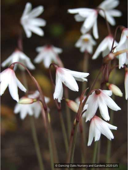 Bulbs & Tubers ~ Acis autumnalis (syn. Leucojum autumnale), Autumn Snowflake ~ Dancing Oaks Nursery and Gardens ~ Retail Nursery ~ Mail Order Nursery