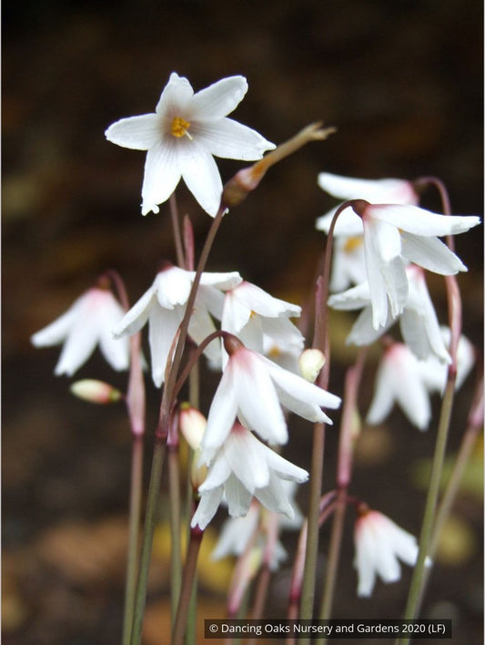 Bulbs & Tubers ~ Acis autumnalis (syn. Leucojum autumnale), Autumn Snowflake ~ Dancing Oaks Nursery and Gardens ~ Retail Nursery ~ Mail Order Nursery
