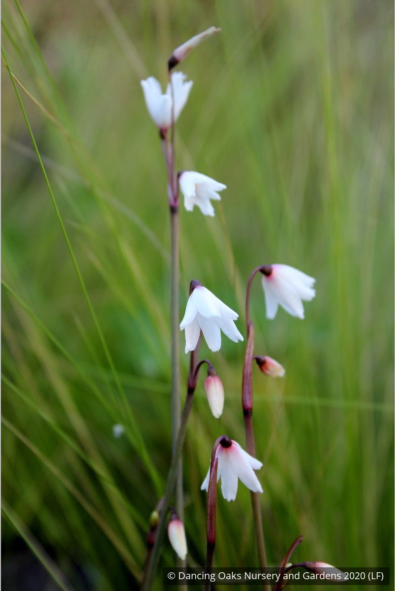 Bulbs & Tubers ~ Acis autumnalis (syn. Leucojum autumnale), Autumn Snowflake ~ Dancing Oaks Nursery and Gardens ~ Retail Nursery ~ Mail Order Nursery
