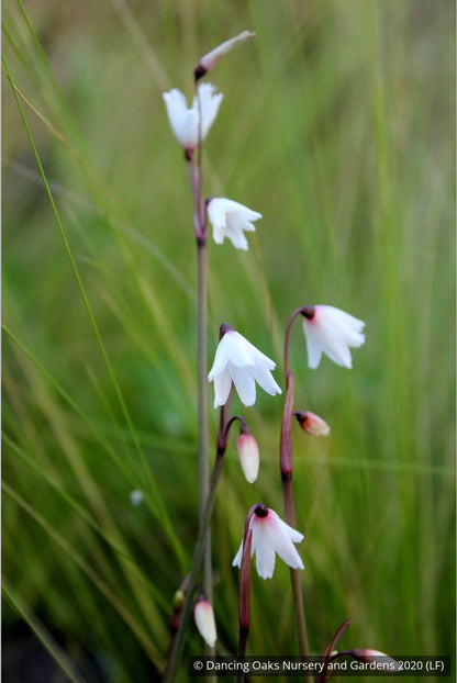 Bulbs & Tubers ~ Acis autumnalis (syn. Leucojum autumnale), Autumn Snowflake ~ Dancing Oaks Nursery and Gardens ~ Retail Nursery ~ Mail Order Nursery