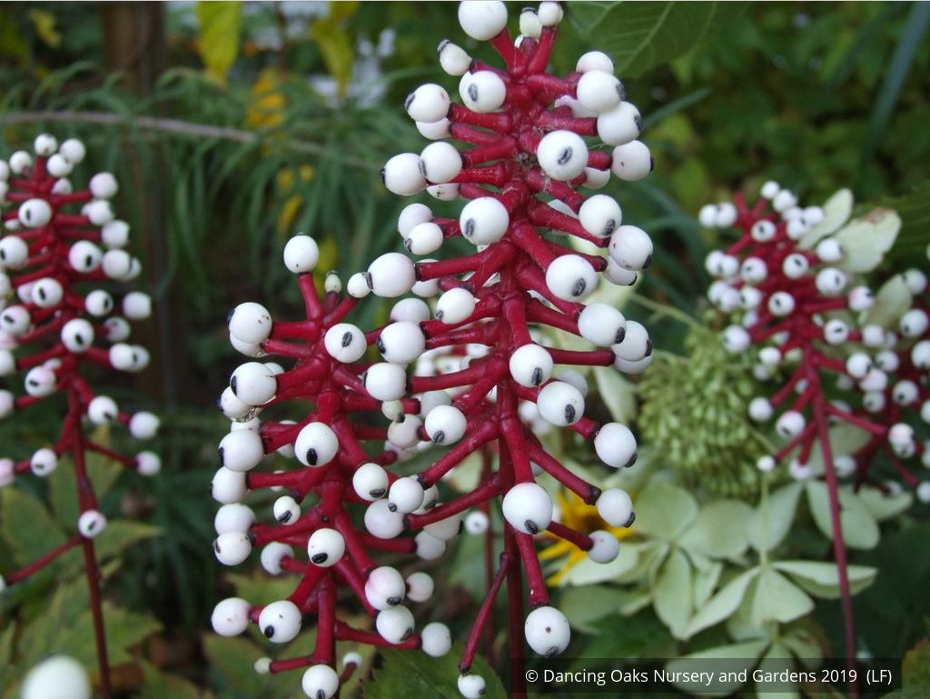 Perennials ~ Actaea pachypoda, Doll's Eyes ~ Dancing Oaks Nursery and Gardens ~ Retail Nursery ~ Mail Order Nursery