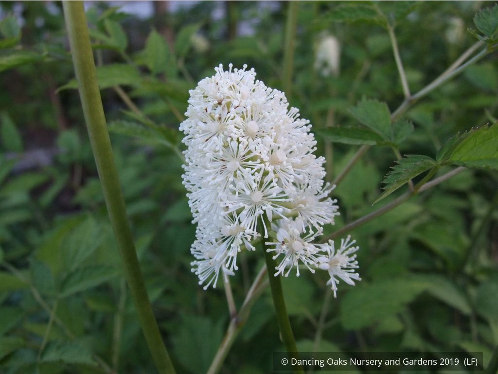 Perennials ~ Actaea pachypoda, Doll's Eyes ~ Dancing Oaks Nursery and Gardens ~ Retail Nursery ~ Mail Order Nursery