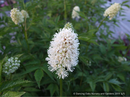 Perennials ~ Actaea pachypoda, Doll's Eyes ~ Dancing Oaks Nursery and Gardens ~ Retail Nursery ~ Mail Order Nursery
