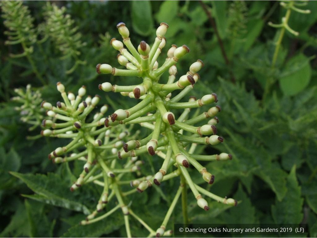 Perennials ~ Actaea pachypoda, Doll's Eyes ~ Dancing Oaks Nursery and Gardens ~ Retail Nursery ~ Mail Order Nursery