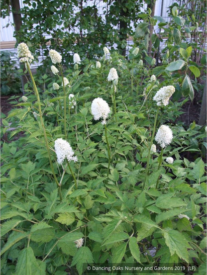 Perennials ~ Actaea pachypoda, Doll's Eyes ~ Dancing Oaks Nursery and Gardens ~ Retail Nursery ~ Mail Order Nursery
