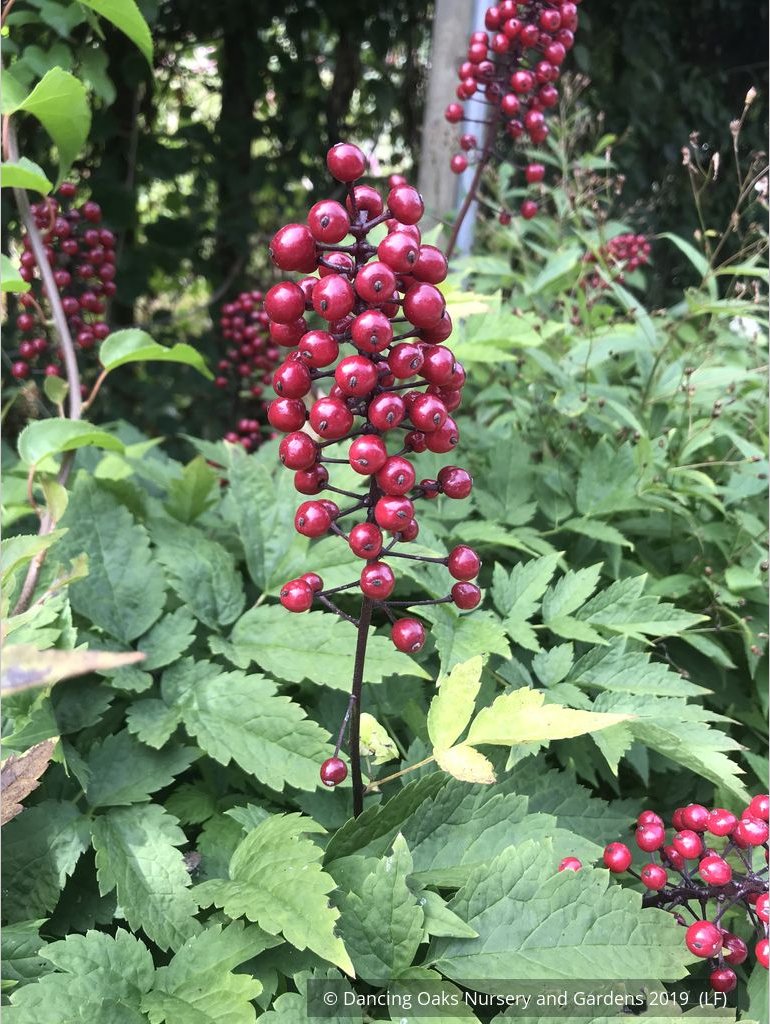 Perennials ~ Actaea rubra, Red Baneberry ~ Dancing Oaks Nursery and Gardens ~ Retail Nursery ~ Mail Order Nursery