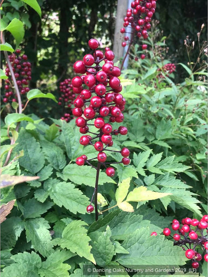Perennials ~ Actaea rubra, Red Baneberry ~ Dancing Oaks Nursery and Gardens ~ Retail Nursery ~ Mail Order Nursery