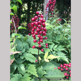 Perennials ~ Actaea rubra, Red Baneberry ~ Dancing Oaks Nursery and Gardens ~ Retail Nursery ~ Mail Order Nursery