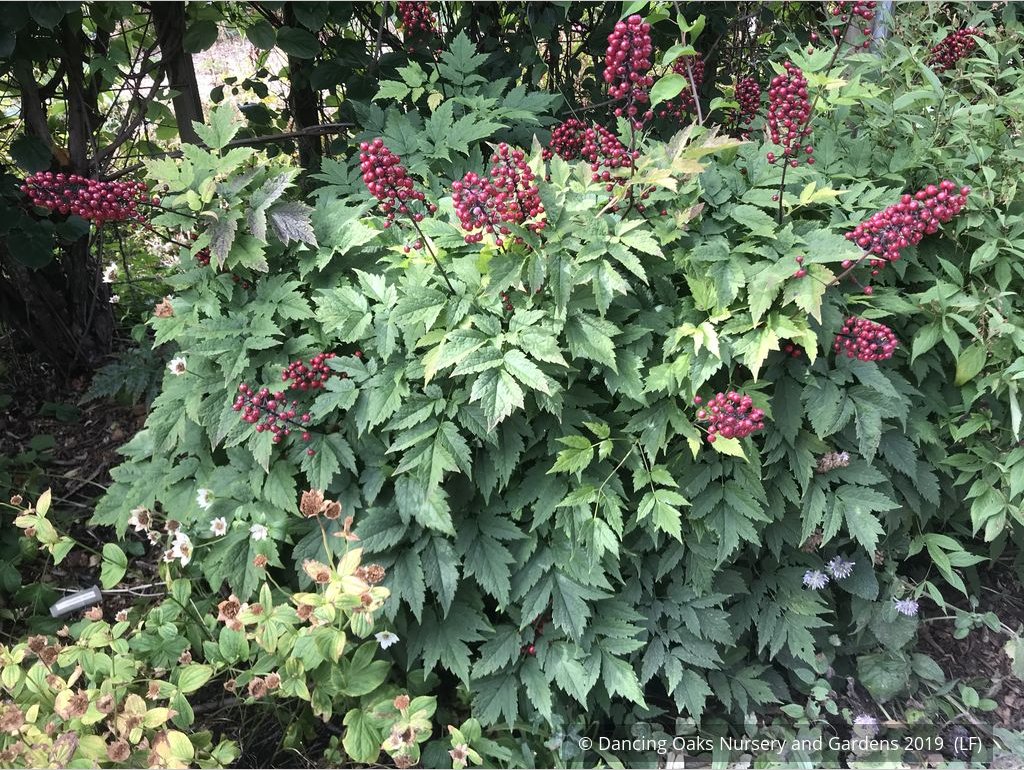 Perennials ~ Actaea rubra, Red Baneberry ~ Dancing Oaks Nursery and Gardens ~ Retail Nursery ~ Mail Order Nursery