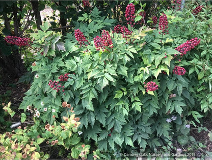 Perennials ~ Actaea rubra, Red Baneberry ~ Dancing Oaks Nursery and Gardens ~ Retail Nursery ~ Mail Order Nursery