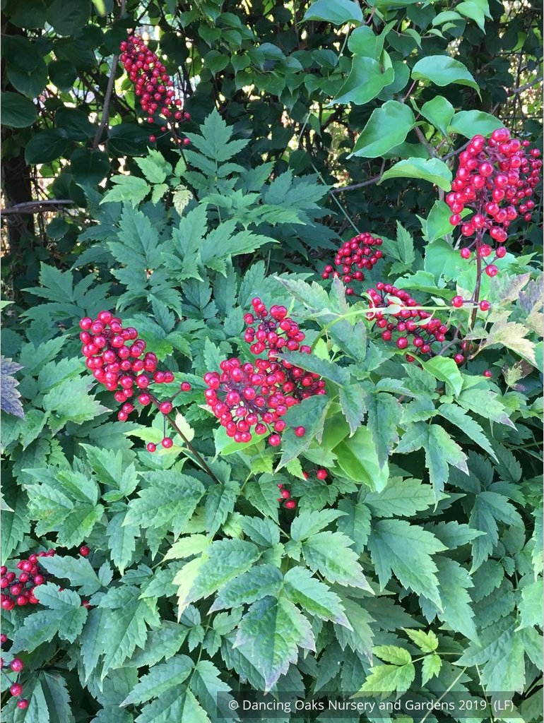 Perennials ~ Actaea rubra, Red Baneberry ~ Dancing Oaks Nursery and Gardens ~ Retail Nursery ~ Mail Order Nursery