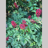 Perennials ~ Actaea rubra, Red Baneberry ~ Dancing Oaks Nursery and Gardens ~ Retail Nursery ~ Mail Order Nursery