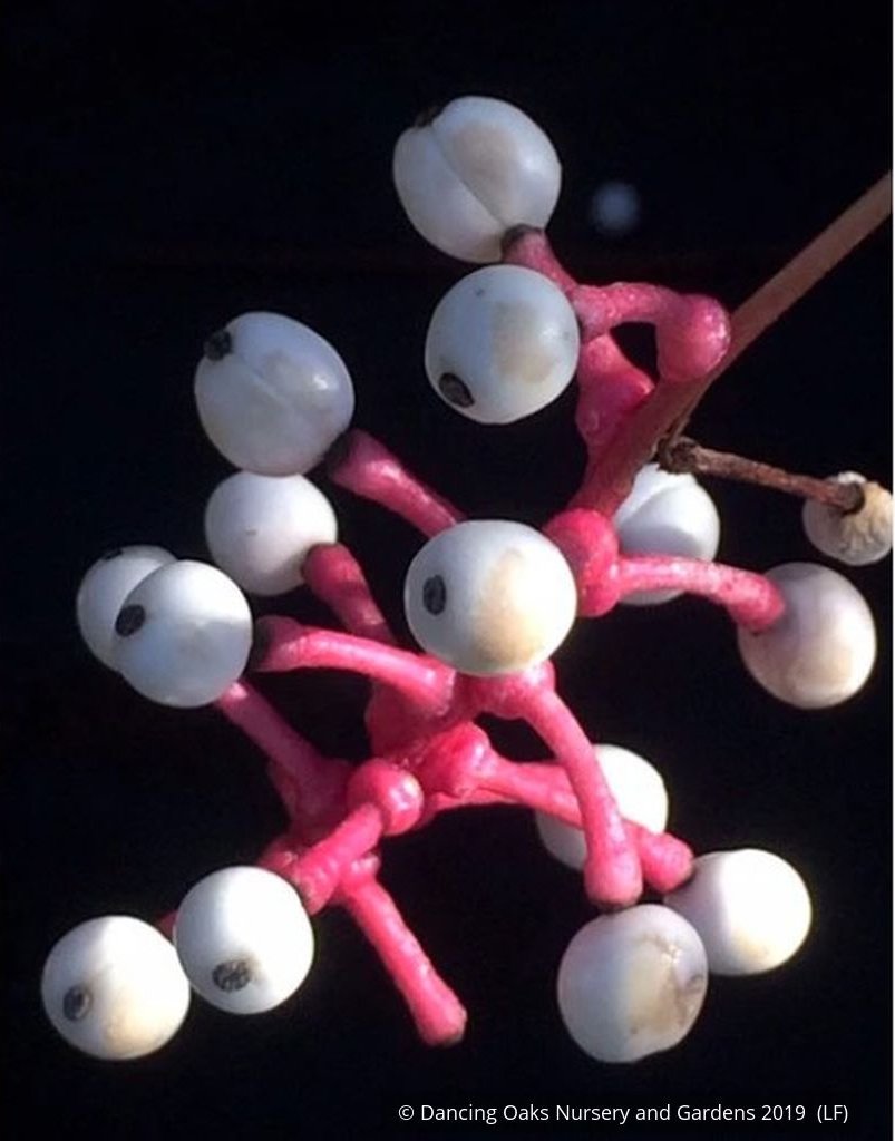 Perennials ~ Actaea pachypoda, Doll's Eyes ~ Dancing Oaks Nursery and Gardens ~ Retail Nursery ~ Mail Order Nursery