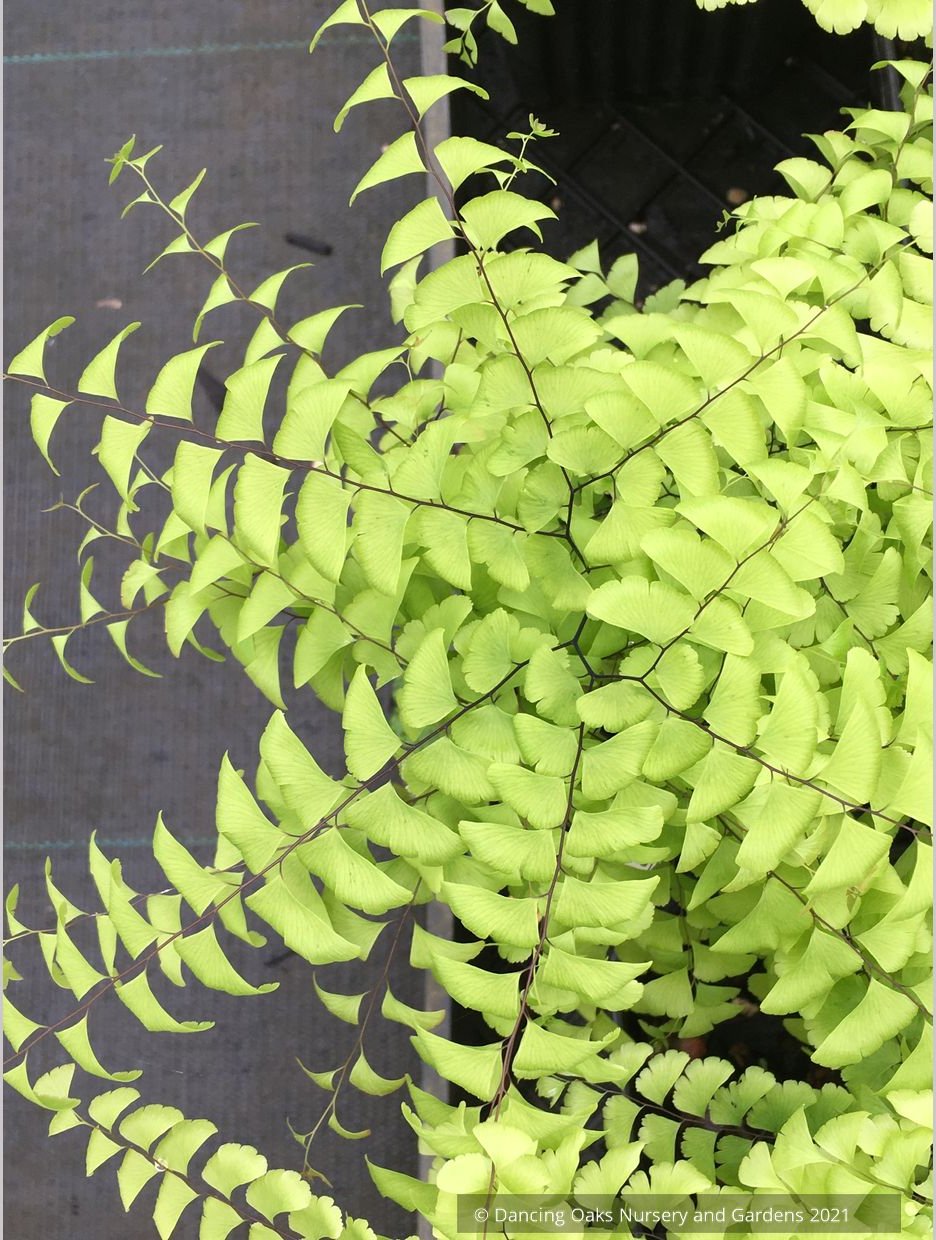 Ferns ~ Adiantum pedatum, Northern Maidenhair Fern ~ Dancing Oaks Nursery and Gardens ~ Retail Nursery ~ Mail Order Nursery