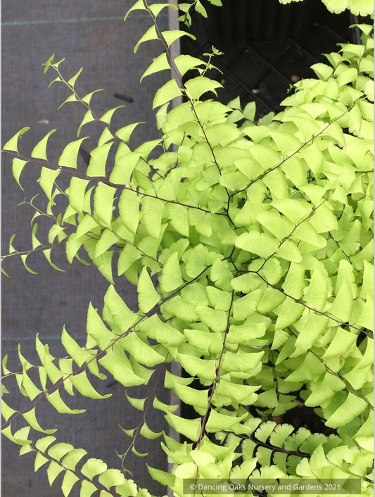Ferns ~ Adiantum pedatum, Northern Maidenhair Fern ~ Dancing Oaks Nursery and Gardens ~ Retail Nursery ~ Mail Order Nursery