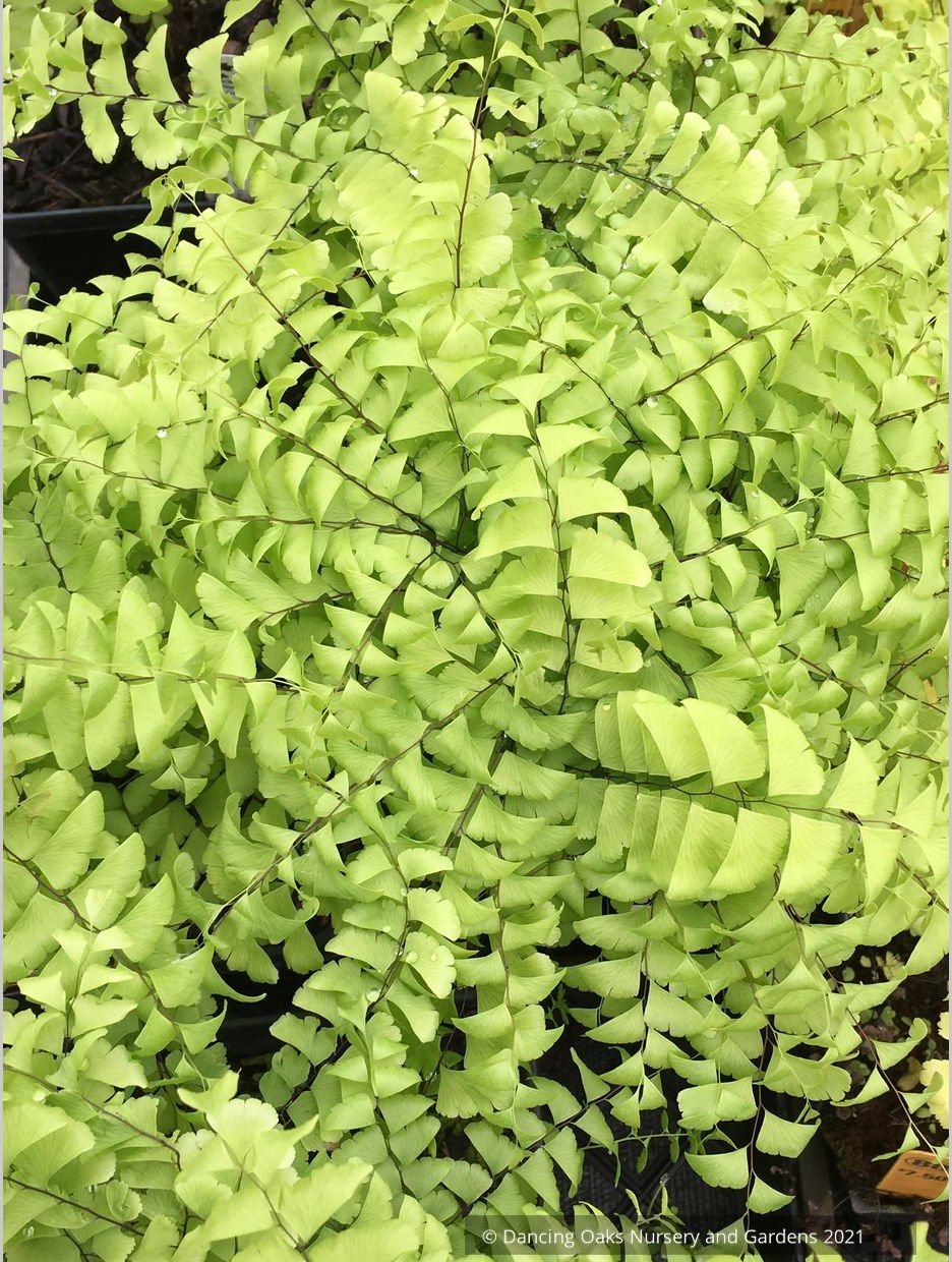 Ferns ~ Adiantum pedatum, Northern Maidenhair Fern ~ Dancing Oaks Nursery and Gardens ~ Retail Nursery ~ Mail Order Nursery