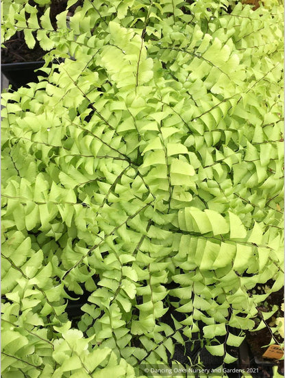 Ferns ~ Adiantum pedatum, Northern Maidenhair Fern ~ Dancing Oaks Nursery and Gardens ~ Retail Nursery ~ Mail Order Nursery