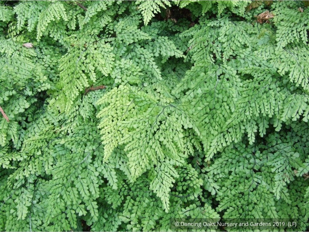 Ferns ~ Adiantum venustum, Himalayan Maidenhair Fern ~ Dancing Oaks Nursery and Gardens ~ Retail Nursery ~ Mail Order Nursery