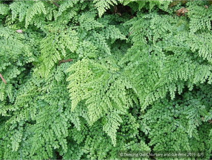 Ferns ~ Adiantum venustum, Himalayan Maidenhair Fern ~ Dancing Oaks Nursery and Gardens ~ Retail Nursery ~ Mail Order Nursery