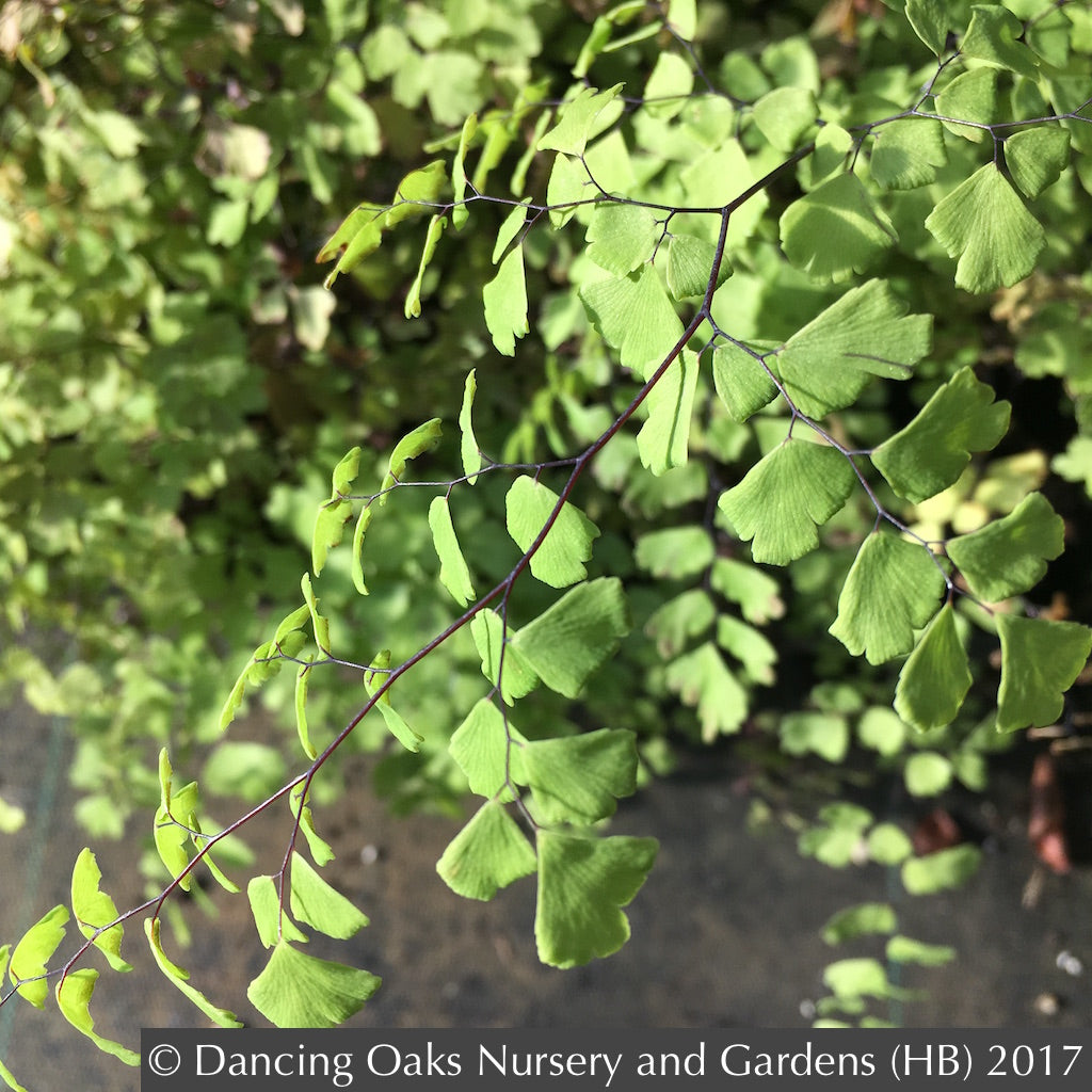 Ferns ~ Adiantum x mairisii, Mairis's Maidenhair Fern ~ Dancing Oaks Nursery and Gardens ~ Retail Nursery ~ Mail Order Nursery