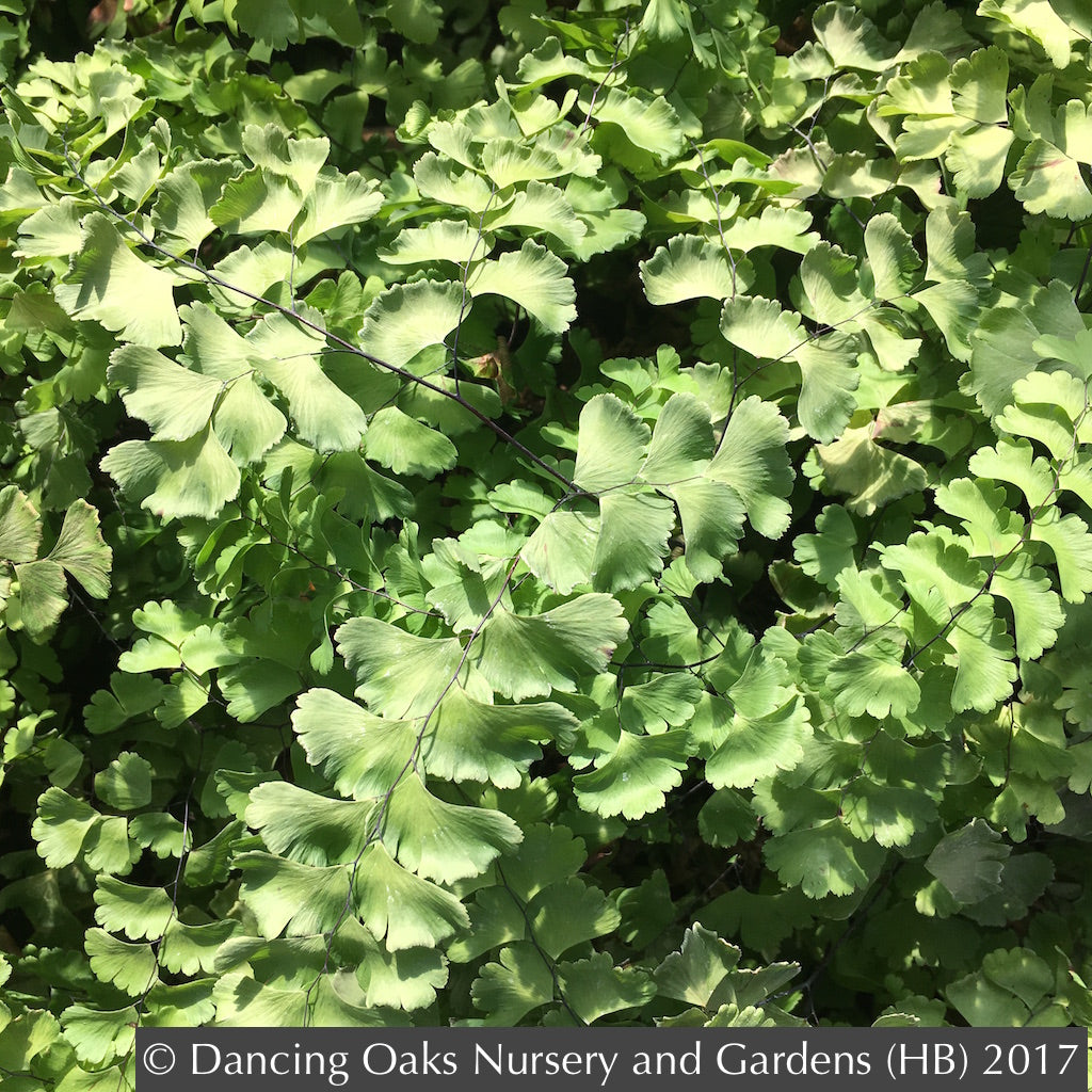 Ferns ~ Adiantum x tracyi, Tracy's Maidenhair Fern ~ Dancing Oaks Nursery and Gardens ~ Retail Nursery ~ Mail Order Nursery