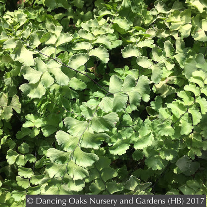 Ferns ~ Adiantum x tracyi, Tracy's Maidenhair Fern ~ Dancing Oaks Nursery and Gardens ~ Retail Nursery ~ Mail Order Nursery
