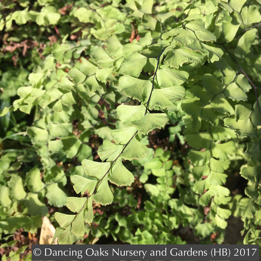 Ferns ~ Adiantum x tracyi, Tracy's Maidenhair Fern ~ Dancing Oaks Nursery and Gardens ~ Retail Nursery ~ Mail Order Nursery