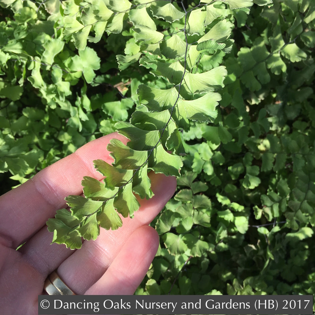 Ferns ~ Adiantum x tracyi, Tracy's Maidenhair Fern ~ Dancing Oaks Nursery and Gardens ~ Retail Nursery ~ Mail Order Nursery