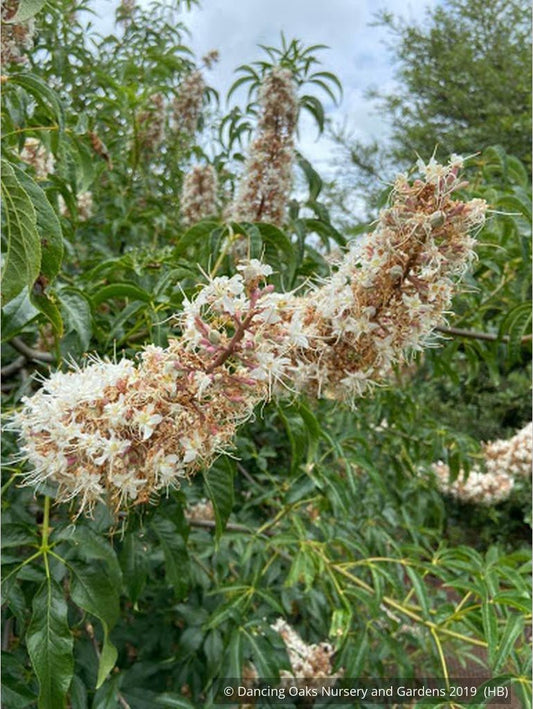 Trees ~ Aesculus californica, California Horse Chestnut ~ Dancing Oaks Nursery and Gardens ~ Retail Nursery ~ Mail Order Nursery