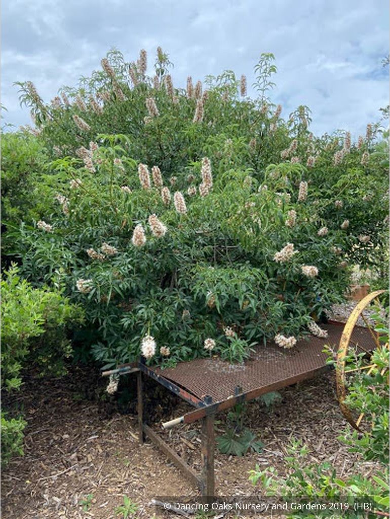 Trees ~ Aesculus californica, California Horse Chestnut ~ Dancing Oaks Nursery and Gardens ~ Retail Nursery ~ Mail Order Nursery