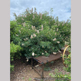 Trees ~ Aesculus californica, California Horse Chestnut ~ Dancing Oaks Nursery and Gardens ~ Retail Nursery ~ Mail Order Nursery