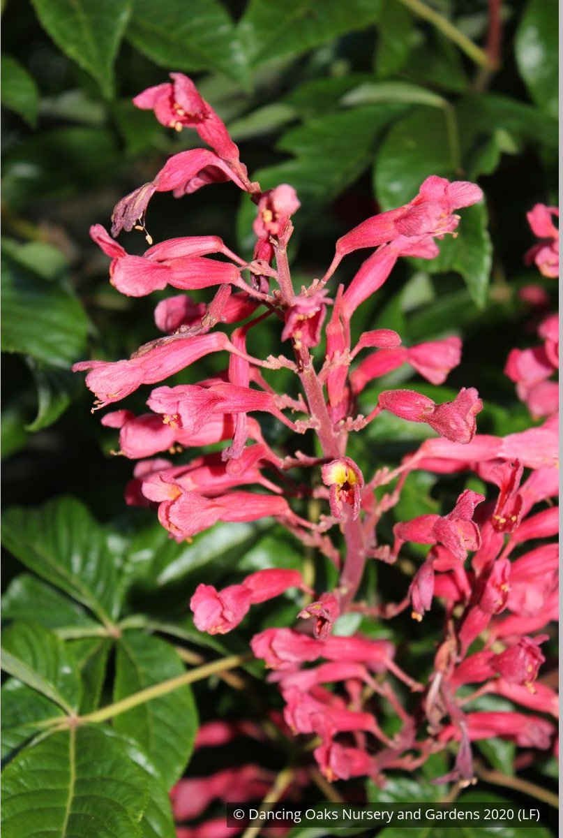 Trees ~ Aesculus pavia, Red Buckeye ~ Dancing Oaks Nursery and Gardens ~ Retail Nursery ~ Mail Order Nursery