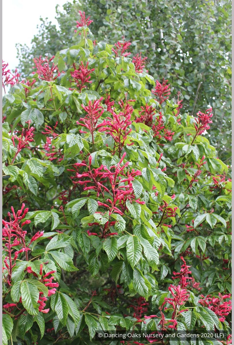 Trees ~ Aesculus pavia, Red Buckeye ~ Dancing Oaks Nursery and Gardens ~ Retail Nursery ~ Mail Order Nursery
