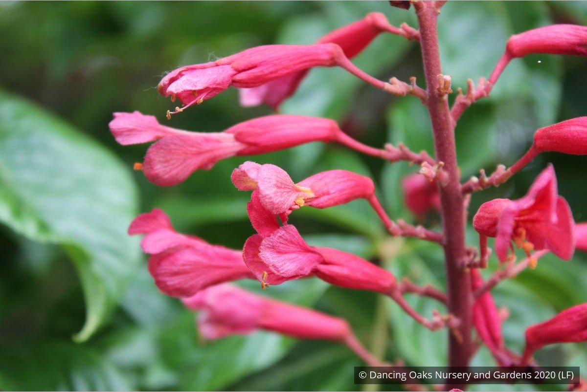 Trees ~ Aesculus pavia, Red Buckeye ~ Dancing Oaks Nursery and Gardens ~ Retail Nursery ~ Mail Order Nursery