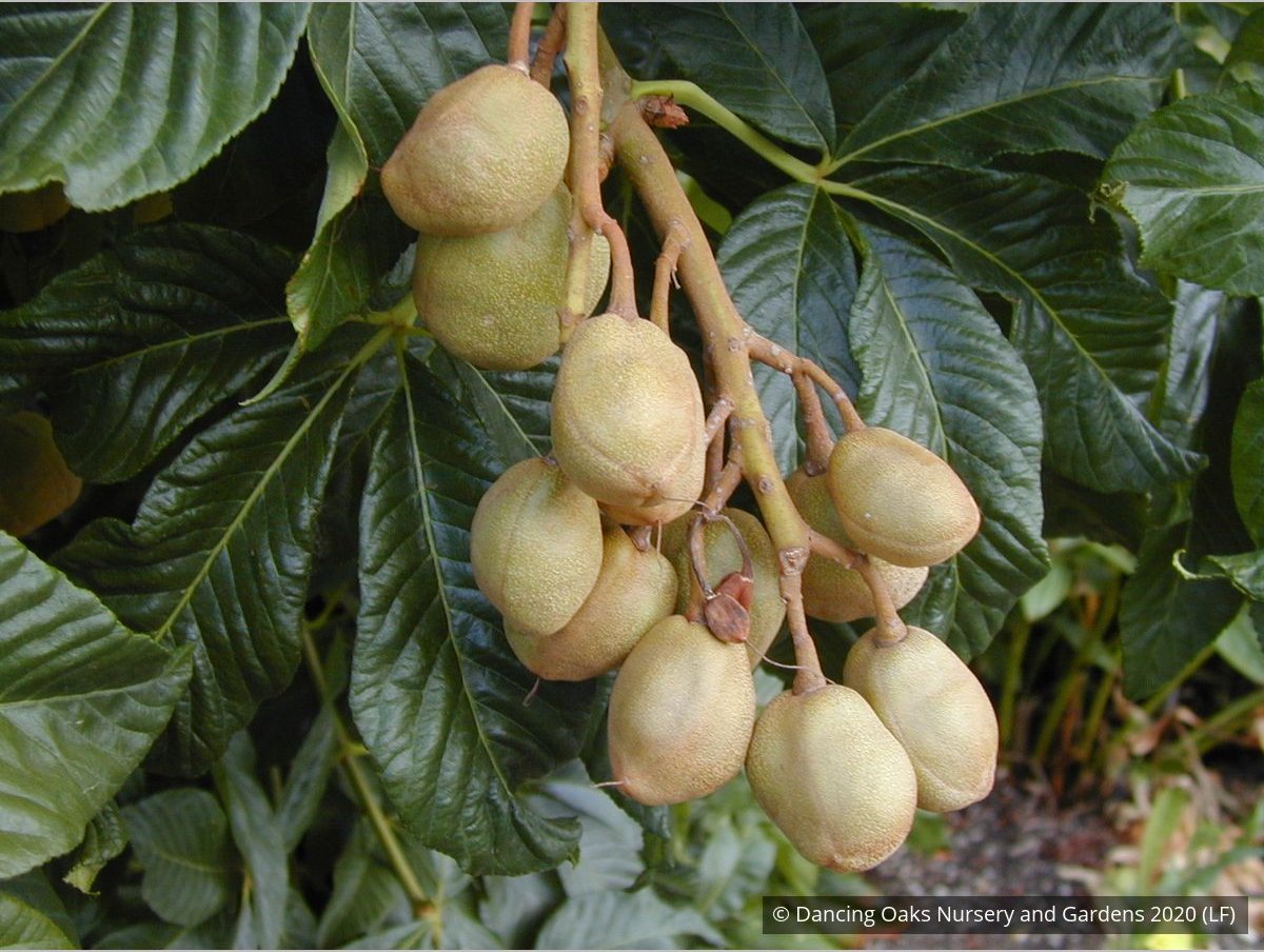 Trees ~ Aesculus pavia, Red Buckeye ~ Dancing Oaks Nursery and Gardens ~ Retail Nursery ~ Mail Order Nursery