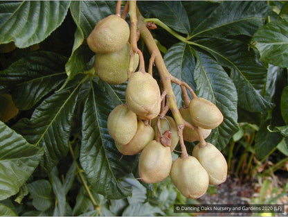 Trees ~ Aesculus pavia, Red Buckeye ~ Dancing Oaks Nursery and Gardens ~ Retail Nursery ~ Mail Order Nursery