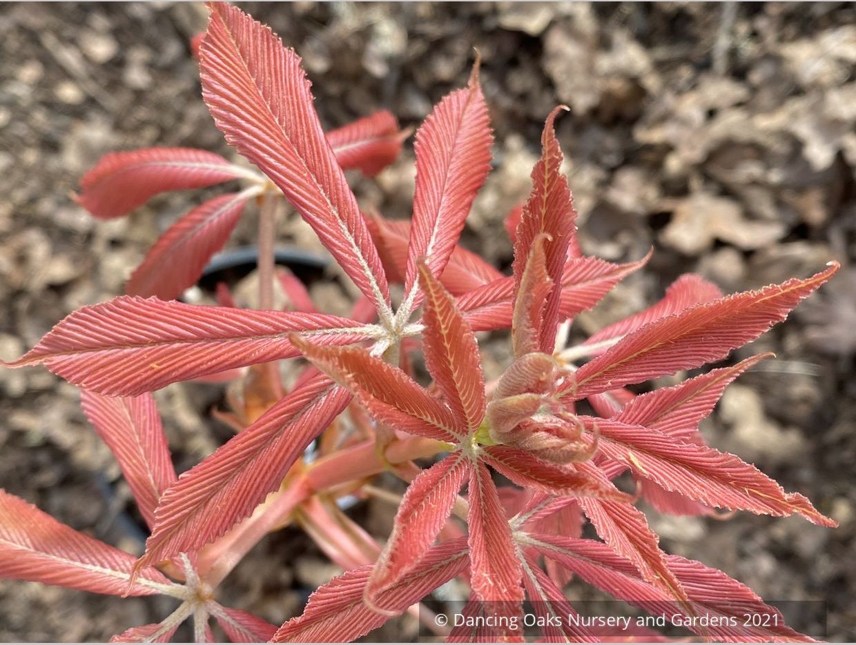 Aesculus x neglecta 'Erythroblastos', Painted Buckeye