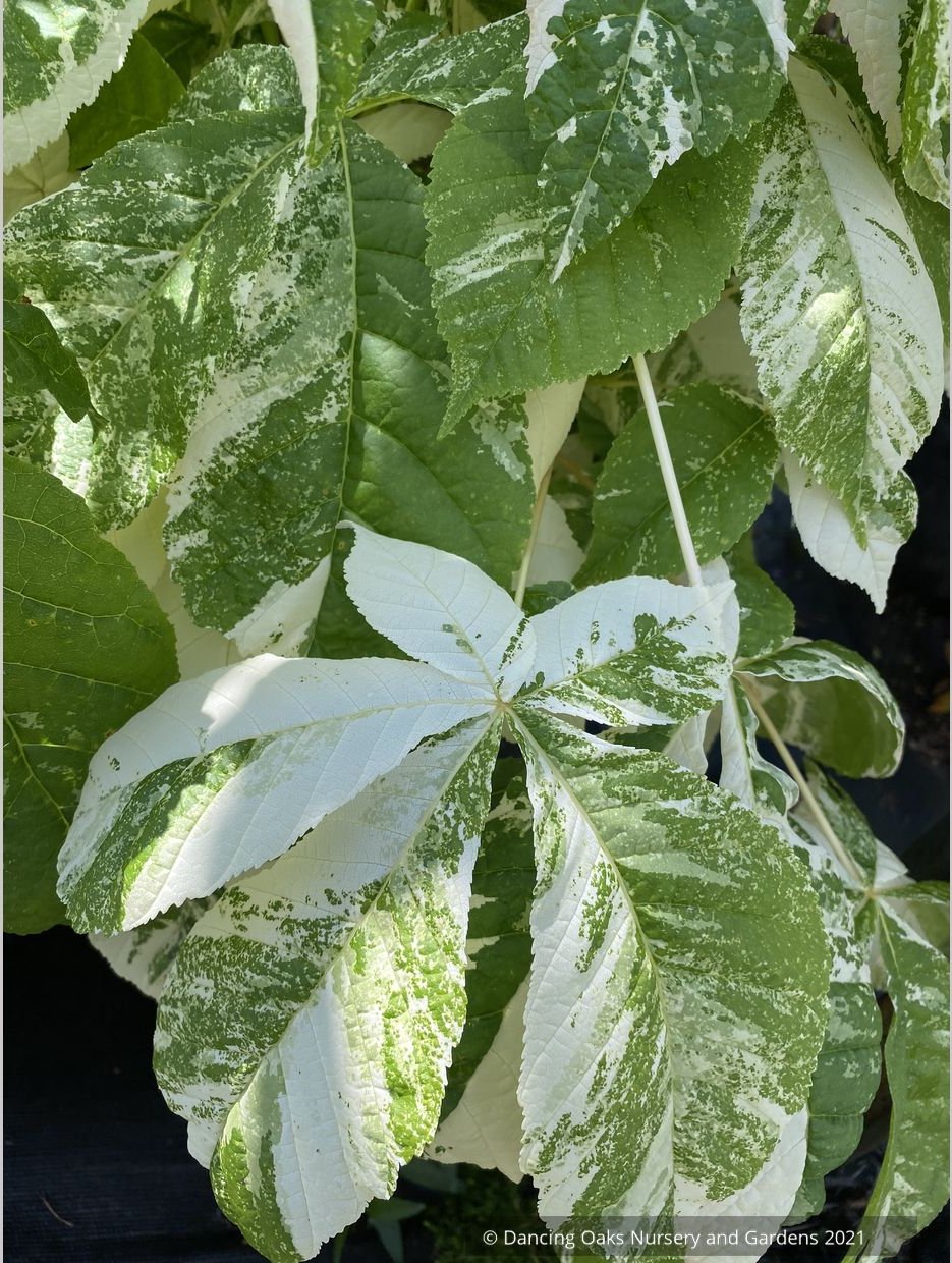 Aesculus turbinata 'Marble Chip', Variegated Japanese Horse Chestnut