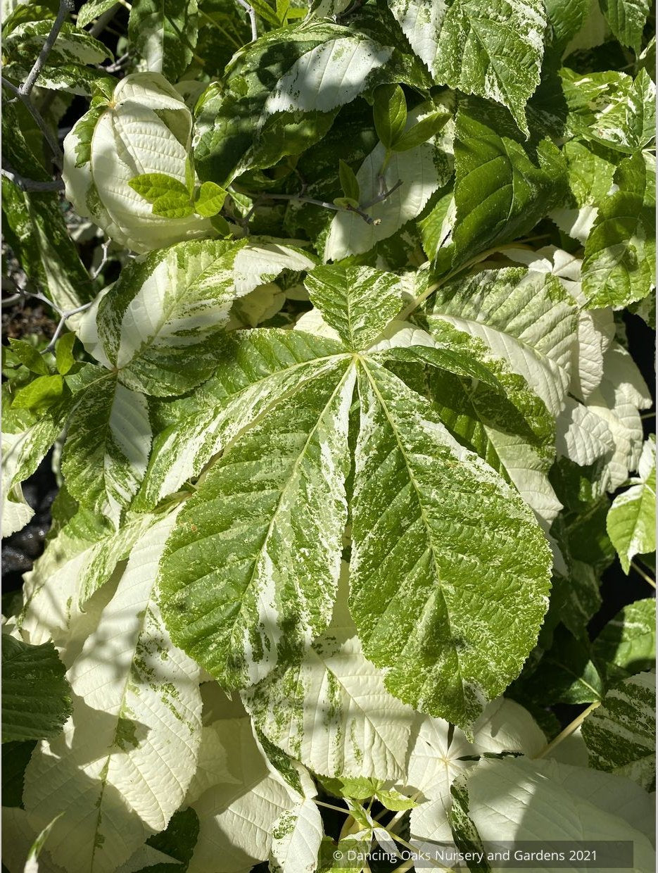 Aesculus turbinata 'Marble Chip', Variegated Japanese Horse Chestnut