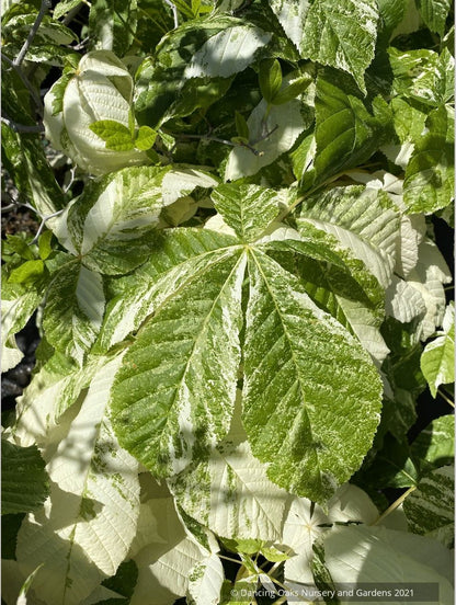 Aesculus turbinata 'Marble Chip', Variegated Japanese Horse Chestnut