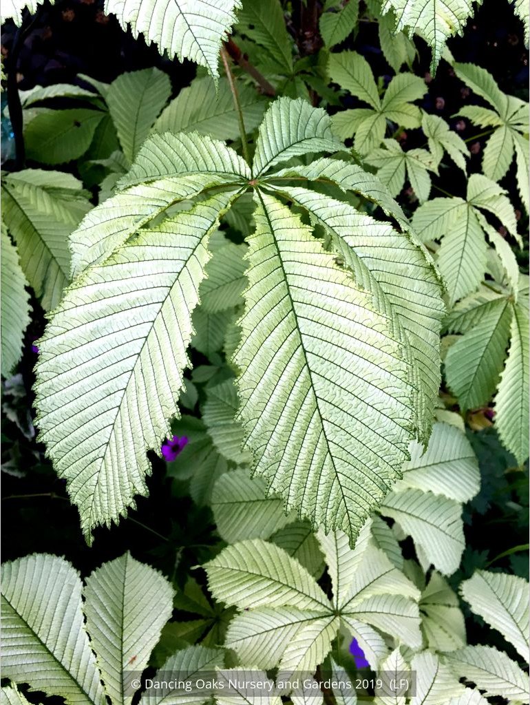 Trees ~ Aesculus hippocastenum 'Wisselink', Wisselink Horse Chestnut ~ Dancing Oaks Nursery and Gardens ~ Retail Nursery ~ Mail Order Nursery
