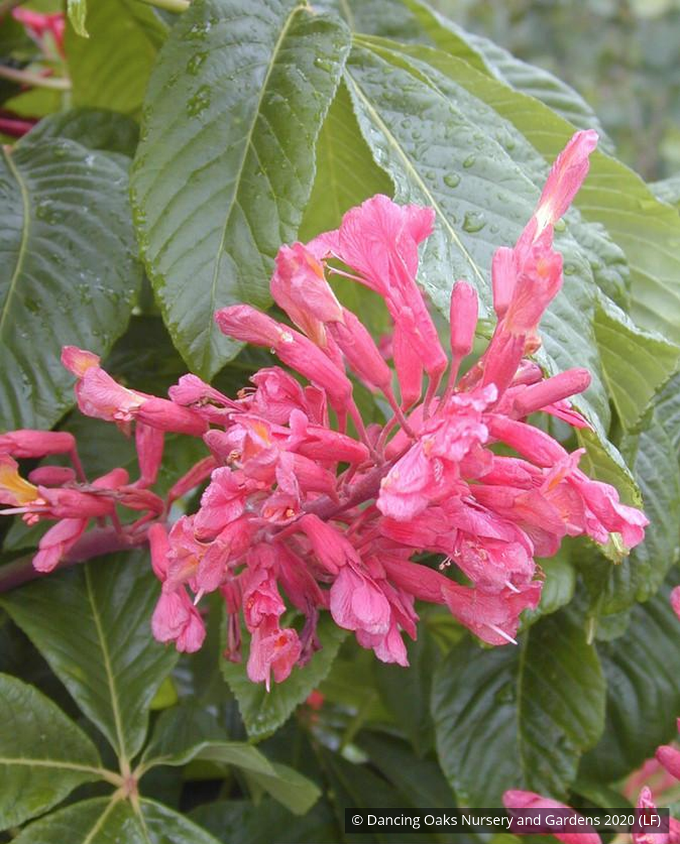 Trees ~ Aesculus pavia, Red Buckeye ~ Dancing Oaks Nursery and Gardens ~ Retail Nursery ~ Mail Order Nursery