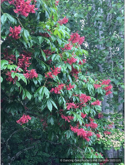 Trees ~ Aesculus pavia, Red Buckeye ~ Dancing Oaks Nursery and Gardens ~ Retail Nursery ~ Mail Order Nursery