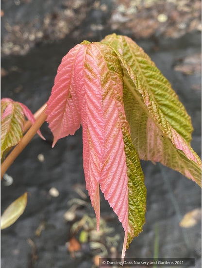 Aesculus turbinata 'Marble Chip', Variegated Japanese Horse Chestnut