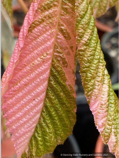 Aesculus turbinata 'Marble Chip', Variegated Japanese Horse Chestnut