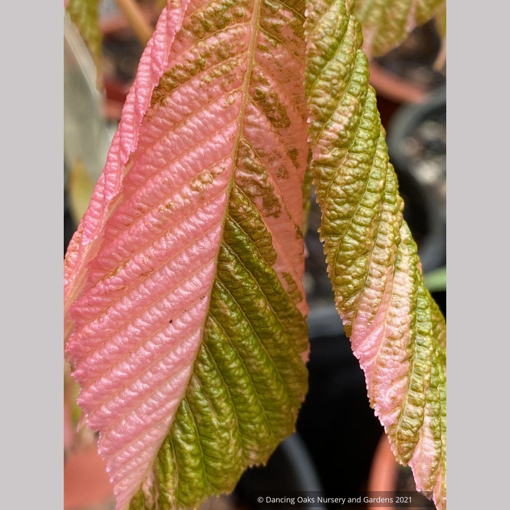 Aesculus turbinata 'Marble Chip', Variegated Japanese Horse Chestnut